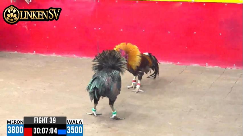 Waktu Terbaik untuk Bermain Sabung Ayam Online: Raih Kemenangan Maksimal! 1 waktu terbaik bermain sabung ayam online
